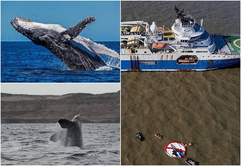 ballena derramada de petroleo